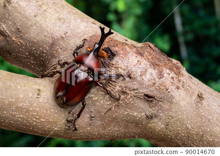 一隻雄性甲蟲舔樹液的照片 90014670
