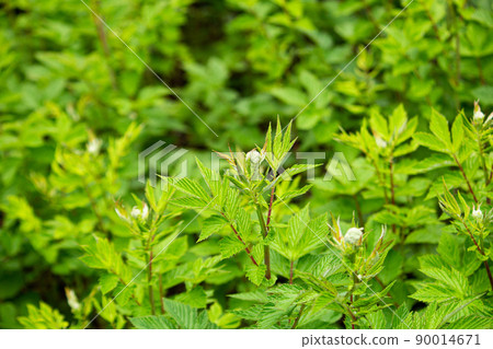 Meadowsweet bud Scientific name: Filipendula ulmaria English name: Meadowsweet 90014671