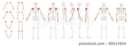 Set of Skeleton upper limb Arms with Shoulder girdle Human front back side view with partly transparent bones position 90014804