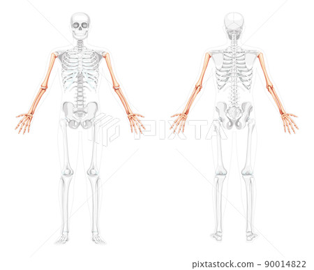 Skeleton Arms Human front back view with two arm open poses with partly transparent bones position. Hands, forearms 90014822