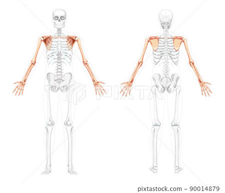 Skeleton upper limb Arms with Shoulder girdle Human front back view with two arm poses with partly transparent bones Skeleton upper limb Arms with Shoulder girdle Human front back view with two arm poses with partly transparent bones 90014879