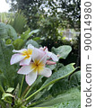 Plumeria blooming after the rain 90014980