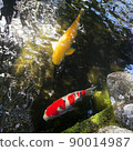 Yellow and red carp swimming together 90014987