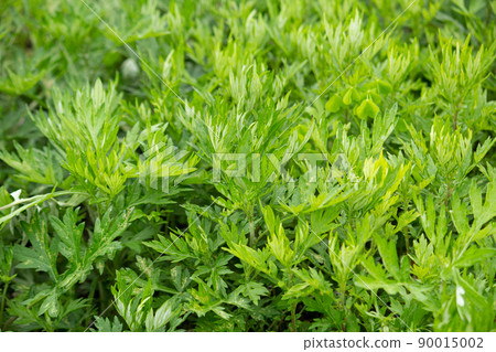 Mugwort (plant used for wormwood mochi in Japan): Also known as moxa Scientific name: Artemisia princeps Crude drug Mugwort (plant used for wormwood mochi in Japan): Also known as moxa Scientific name: Artemisia princeps Crude drug 90015002