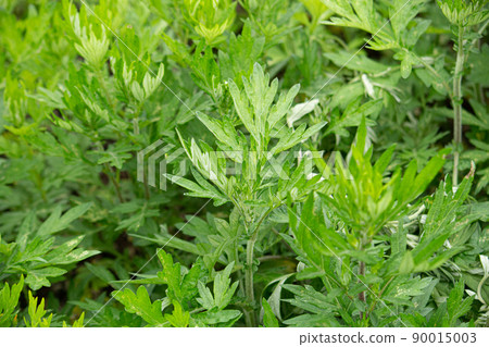 艾蒿(日本用於艾草麻糬的植物):又名艾學名:Artemisia principalps 生藥 艾蒿(日本用於艾草麻糬的植物):又名艾學名:Artemisia principalps 生藥 90015003