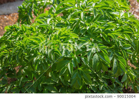 白芷學名：白芷藥名：白芷（白芹菜），用於草藥和美容 90015004