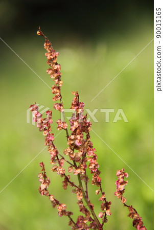 Sorrel Sorrel 90015165