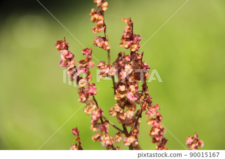 Sorrel 90015167