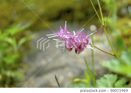 淡水韭菜 90015469