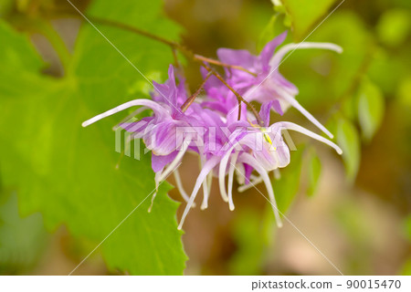 淡水韭菜 90015470