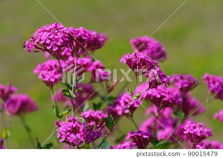 Pink flowers of dianthus 90015479