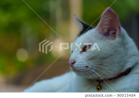 The appearance of a white cat staring at something 90015484