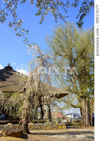 Spring Fukushima Prefecture, a long floor surrounded by cherry blossoms and large ginkgo Spring Fukushima Prefecture, a long floor surrounded by cherry blossoms and large ginkgo 90015677