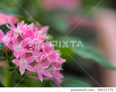 粉紅色的pentas花 90015770