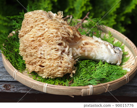 Ramaria formosa on a colander 90015776
