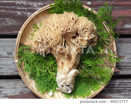 Ramaria formosa on a colander 90015777