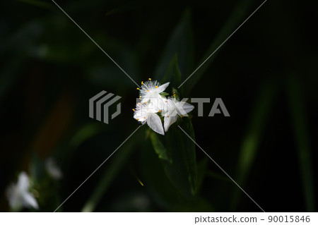 綠博多 Karakusa(綠色博多蔓藤花紋) 綠博多 Karakusa(綠色博多蔓藤花紋) 90015846