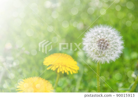 背景材料聚焦於燈光下的蒲公英 90015913