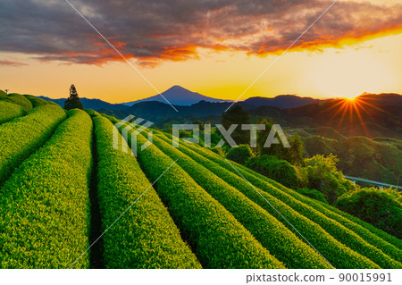 日出時的茶園和富士山 90015991