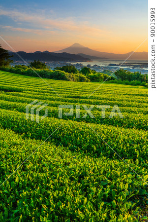 Tea plantations and Mt. Fuji from Nihondaira Tea plantations and Mt. Fuji from Nihondaira 90015993