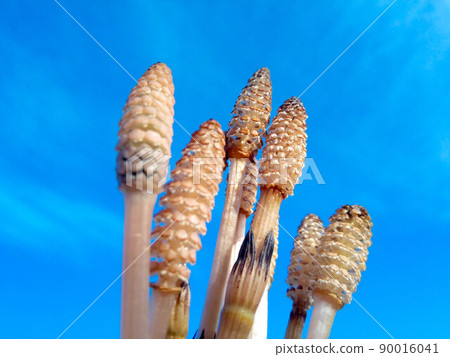 Spore cones of water horsetail emerging from swampy soil against a blue sky background Spore cones of water horsetail emerging from swampy soil against a blue sky background 90016041