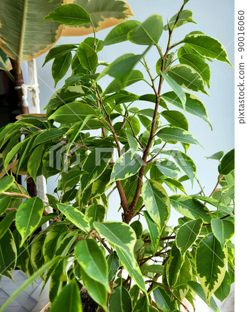 Colorful foliage of ficus Benjamin close-up. Growing indoor plants , green home decor, care and cultivation Colorful foliage of ficus Benjamin close-up. Growing indoor plants , green home decor, care and cultivation 90016060