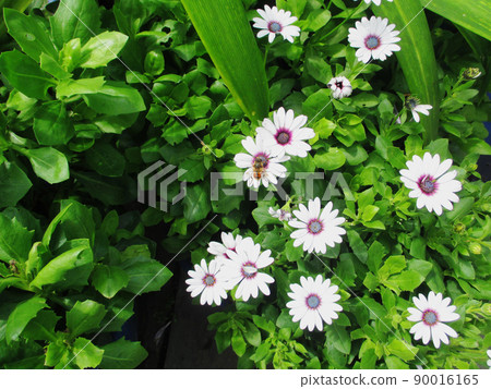 Osteospermum 和 Hoverfly Osteospermum 和 Hoverfly 90016165