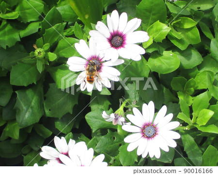 Hoverfly 棲息在 Osteospermum Hoverfly 棲息在 Osteospermum 90016166