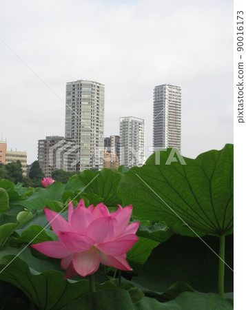 Lotus in Shinobazui Pond 90016173