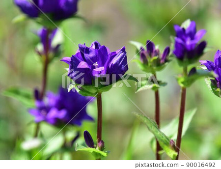 Several clustered bellflowers planted in the field Several clustered bellflowers planted in the field 90016492