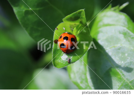春天日本田野上棲息的七葉瓢蟲 90016635