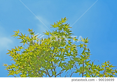 新芽長在藍天 新芽長在藍天 90016699