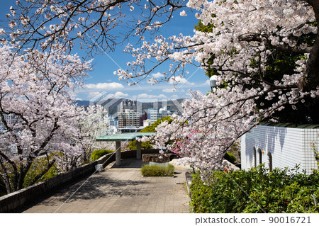 這是以櫻花聞名的地方Hijiyama公園的風景。看到這個位置的輝煌。遠處的景色是廣島市。廣島縣 這是以櫻花聞名的地方Hijiyama公園的風景。看到這個位置的輝煌。遠處的景色是廣島市。廣島縣 90016721