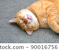 A cat that sleeps comfortably 90016756