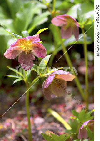 聖誕節玫瑰 90016802