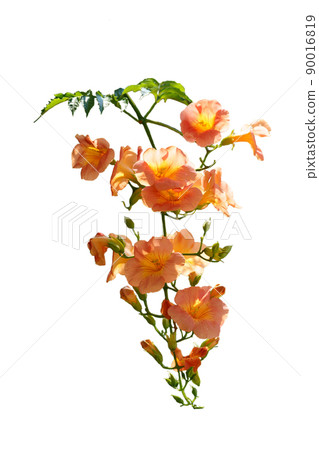 Trumpet vine tufted flower white background 90016819