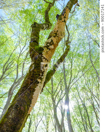 Image of mushrooms growing on beech 90017141