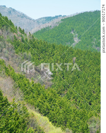 材料_雪松花粉 90017174