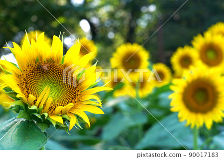Bee sucking sunflower nectar 90017183
