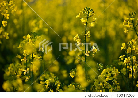 Rapeseed field at sunset. Beautiful yellow nature background for spring and spring time. Concept for agriculture and industry. (Brassica napus) 90017206