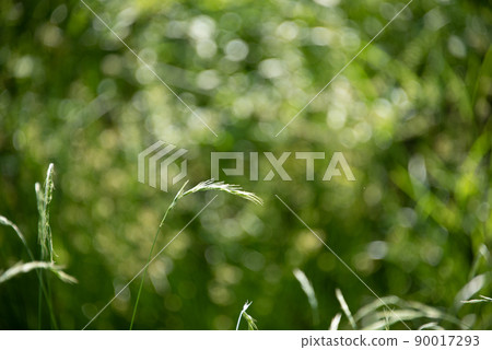 Meadow shining in the sun Meadow shining in the sun 90017293