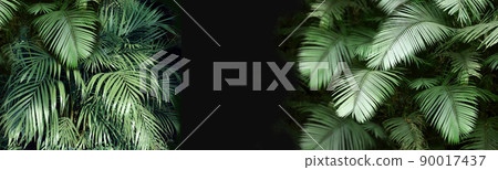 Palm leaves on darken backdrop. Green tropical plant leaf on black background. Horizontal nature banner Palm leaves on darken backdrop. Green tropical plant leaf on black background. Horizontal nature banner 90017437