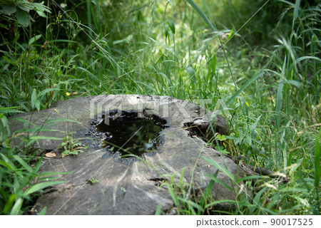A stump that stores rainwater 90017525