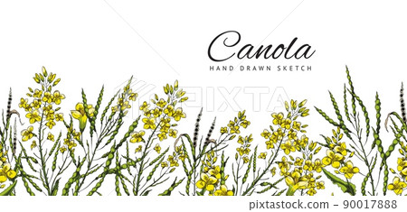 Canola plant botanical seamless border hand drawn vector illustration isolated. 90017888