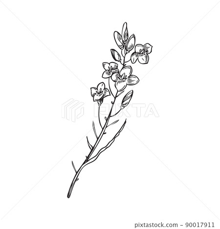 Canola or rape plant for edible oil production, vector illustration isolated. Canola or rape plant for edible oil production, vector illustration isolated. 90017911