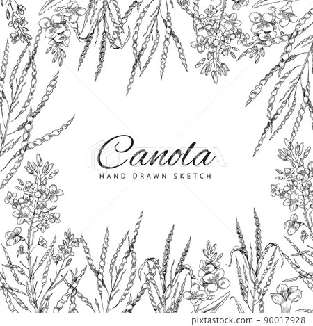 Canola flowers hand drawn sketch style background, vector illustration. 90017928