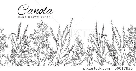 Flowering canola, canola seed pod, canola flowers on a branch. Vector background, sketch monochrome illustration 90017936