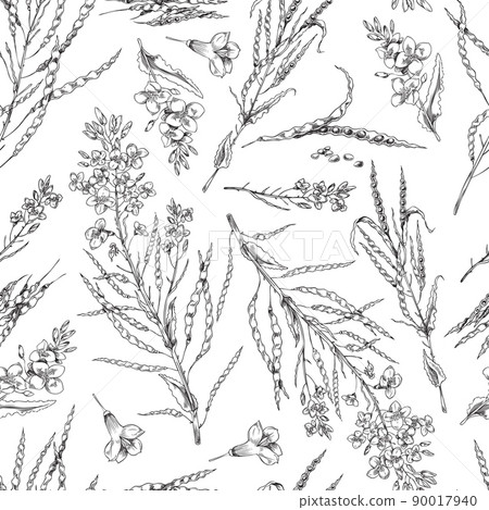 Flowering canola, canola seed pod, seamless pattern of vector, sketch monochrome illustrations on white background 90017940