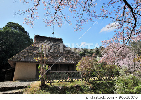 櫻花花瓣翩翩起舞的和歌山縣立紀伊風土之丘[和歌山縣和歌山市] 90018070
