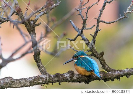 Twig with kingfisher 90018874